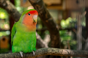 Red and green parrot lovebird sitting on branch alone without couple 