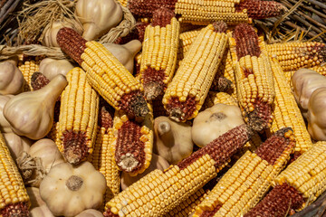 Harvest of corn on the cob in sun shine