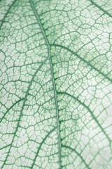 Macro view of green leaf texture with natural cells