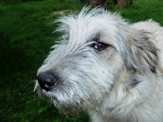 Shepherd dog portrait