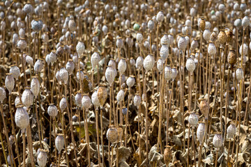 Field full of dry poppies.