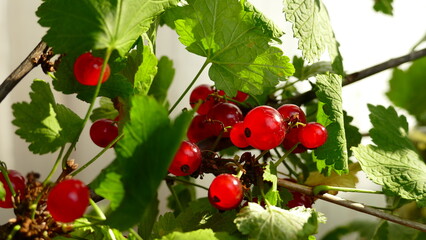 fresh red currant on the table