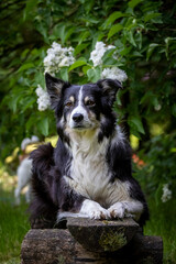 border collie puppy