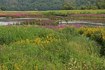 Obraz premium Blühender Blutweiderich und Gilbweiderich am leeren Edersee bei Herzhausen