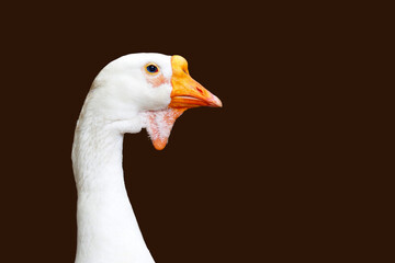 Portrait of white Kholmogory goose isolated on brown background, Anser caerulescens, Grayvoron. Kholmogory geese, rare Russian breed