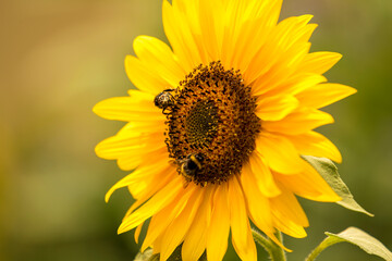 Sunflower with busy bees collecting pollen