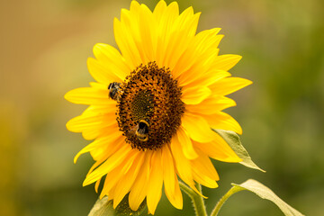 Sunflower with busy bees collecting pollen