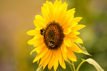 Obraz premium Sunflower with busy bees collecting pollen
