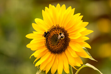 Obraz premium Sunflower with busy bees collecting pollen