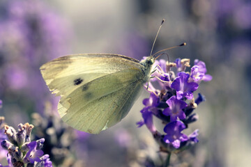 Lavender bushes closeup on sunset. Field of lavender