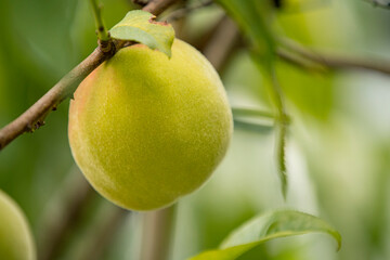 red peach grows on a tree