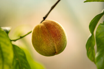 red peach grows on a tree
