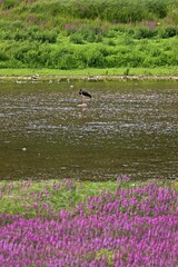 Schwarzstorch (Ciconia nigra) am Edersee