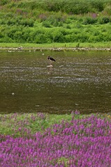 Schwarzstorch (Ciconia nigra) am Edersee