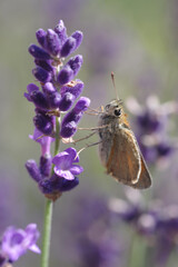 Lavender bushes closeup on sunset. Field of lavender