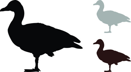 vector illustration of a duck