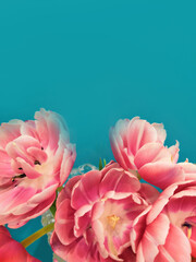 Pink colorful tulips over a blue background, in a flat lay composition with copy space