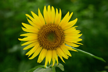 I will draw a picture of a sunflower.
