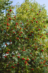 A view of a green tree with red fruits