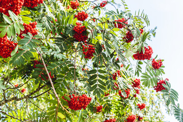 A view of a green tree with red fruits