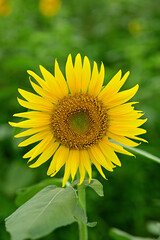 I will draw a picture of a sunflower.
