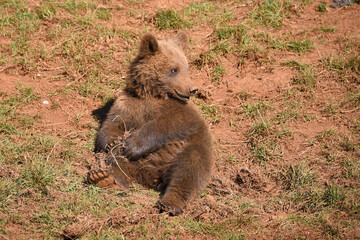 osos en safari por Espa&ntilde;a