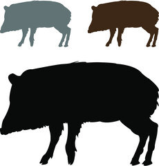 vector illustration of a wild pig