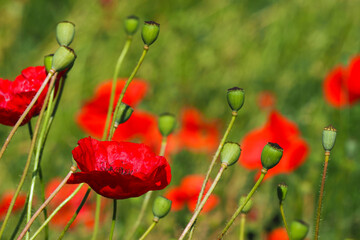 Red flower of blooming poppies, poppy field, poppy pods with seeds. Papaveroideae
