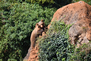 osos en safari por Espa&ntilde;a
