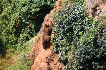 osos en safari por Espa&ntilde;a