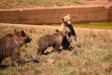 osos en safari por Espa&ntilde;a