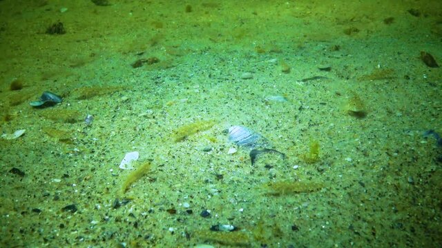 Small gobies Pomatoshistus sp. eat on the sandy seabed. Black Sea