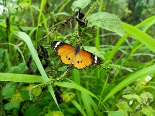 Plain tiger butterfly green background closeup hd photo