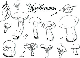 Mushrooms and leaves set, drawn by hand. Vector elements for your design