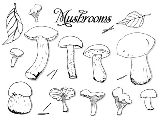 Mushrooms and leaves set, drawn by hand. elements for your design