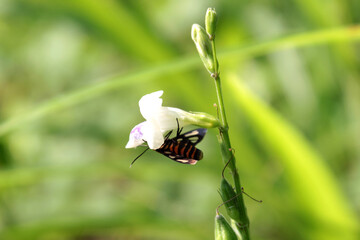ladybird on a flower
