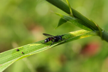 dragonfly on a leaf