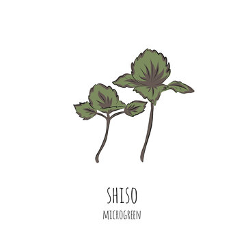 Hand drawn shiso micro greens. Vector illustration in sketch style isolated on white background.