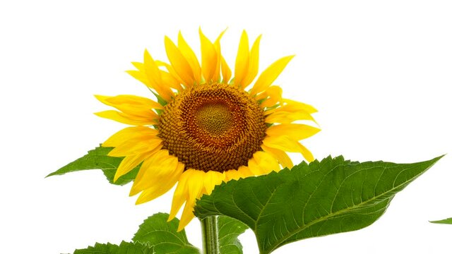 sunflower and leaf on white background