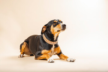 Dog in studio lying down looking up on light brown background.