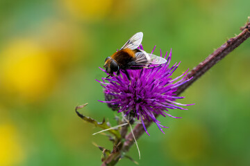 bee on a flower