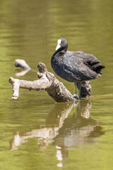 Fulica atra, coot at its innkeeper on the river with paws colored in wedding tones