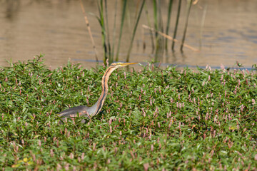 Ardea purpura, Imperial heron on the river