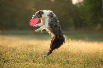 The dog catches the disc. Marble border collie on grass. sports with pet