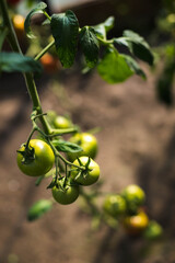 green fresh tomatoes home garden