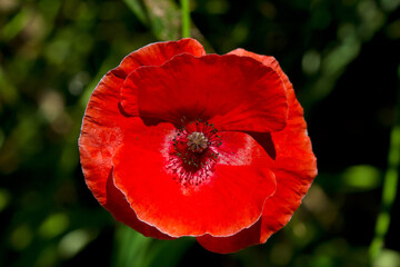 Fototapeta na wymiar Close-up of the vivid red flower of Common poppy, also known as Flanders poppy