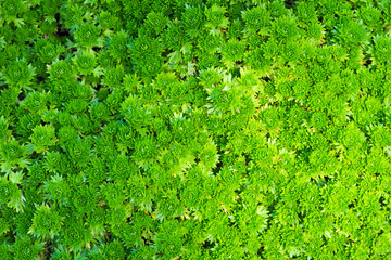 Fototapeta na wymiar Saxifraga arendsi or mossy saxifrage, green groundcover plant backrgound, top view