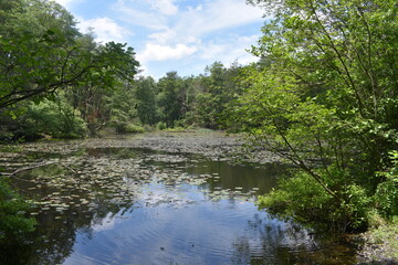 A Large Body of Water Surrounded by Lush Green Trees