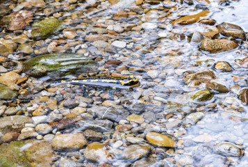 Feuersalamander im Bach