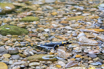 Feuersalamander im Bach